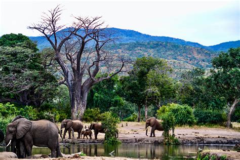 Lower Zambezi Lodge - Zambia Tourism