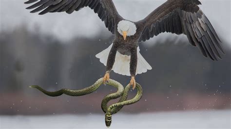 Eagle Catching Snake