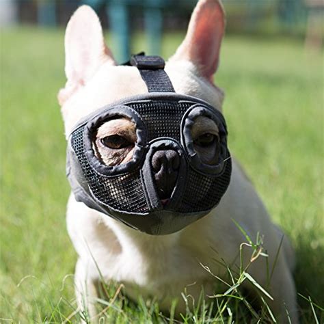 How to Comfortably Fit a Muzzle on Your French Bulldog