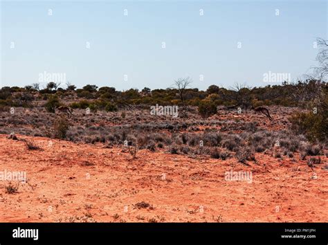Kangaroo in Outback Australia off road Stock Photo - Alamy