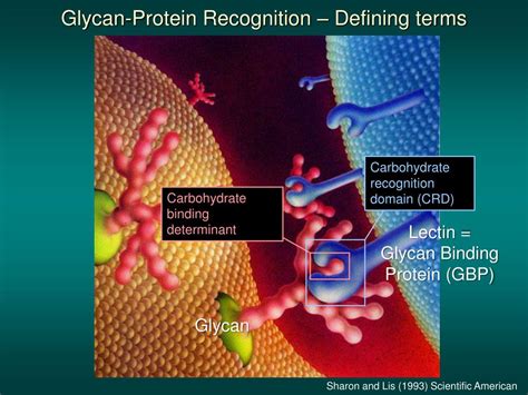 PPT - Glycan Binding Proteins PowerPoint Presentation, free download ...