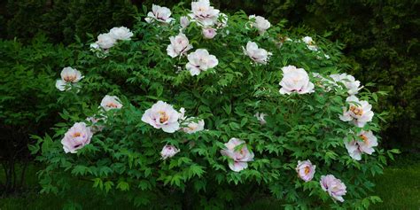 Peonies Zone 8: What Types Can Do Well in This Zone? - GFL Outdoors