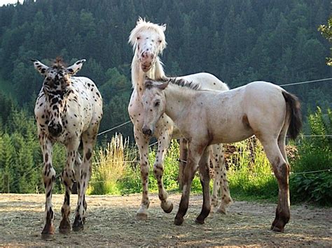 Knabstruppers | Horses, Horse breeds, Foals