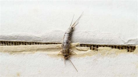 What Attracts Silverfish And How To Get Rid Of Them