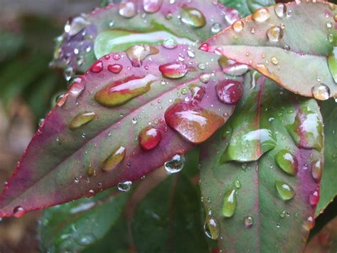 Raindrops on leaves 2 by Dwobbit on DeviantArt