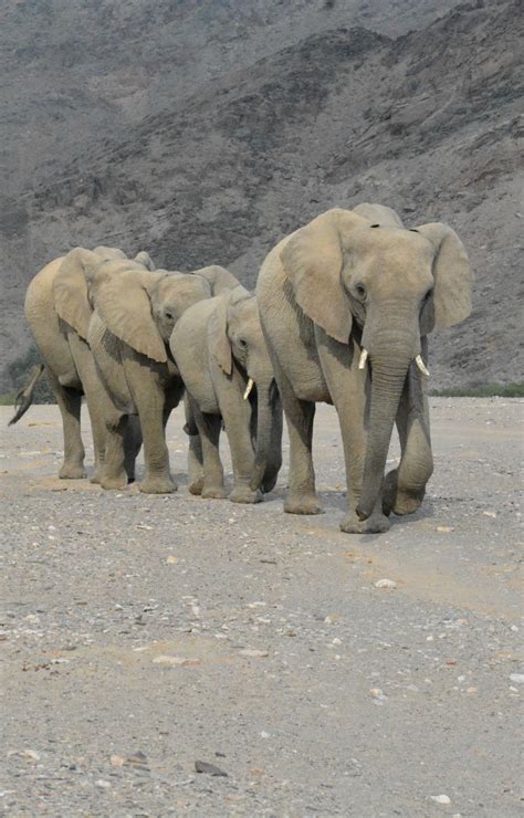 Elephants in the Namib Desert (wil 9373) | Animals beautiful, Elephant love, Elephant