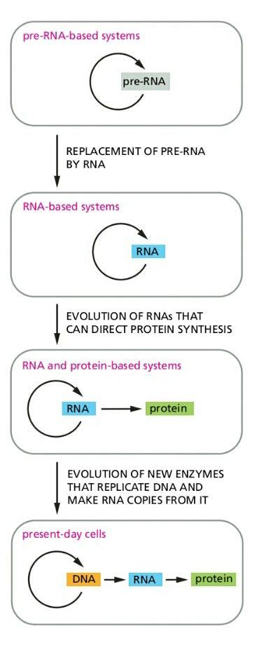 Theory of RNA world. Begginnings of LIFE Medicine Student, Some Jokes, Protein Synthesis, Basic ...