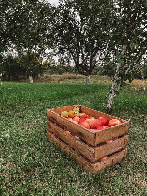 Premium Photo | Apple harvesting