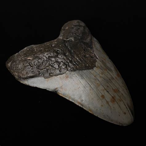 5.64" Megalodon Shark Tooth Fossil - The Fossil Exchange - Touch of Modern