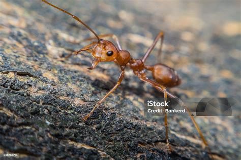 Close Up Of Red Ant With Wide Open Mandibles Stock Photo - Download Image Now - Animal, Animal ...