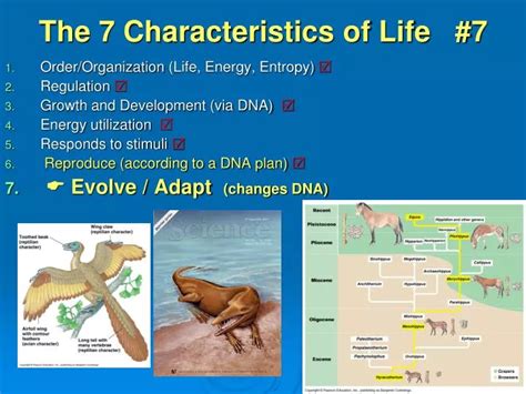 PPT - The 7 Characteristics of Life #7 PowerPoint Presentation - ID:1607806