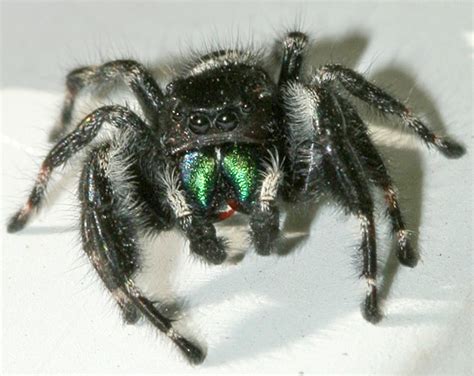 Jumping Spider - Phidippus audax - BugGuide.Net