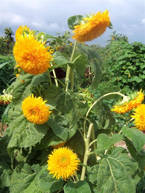 Teddy Bear Sunflowers | Dream garden, Plants, Flower garden