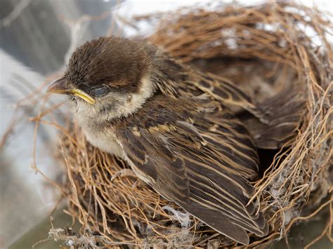 House Sparrow Nesting (Behavior, Eggs + Location) | Birdfact