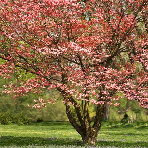 Red Flowering Dogwood Trees for Sale – FastGrowingTrees.com