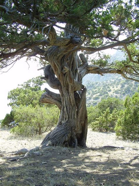 Ancient Tree Stock Photos - Image: 1328983