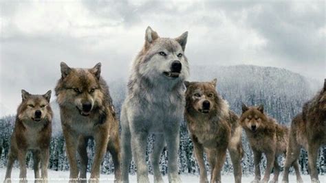 Les premiers loups garous du film Twilight la finale ... | Twilight ...