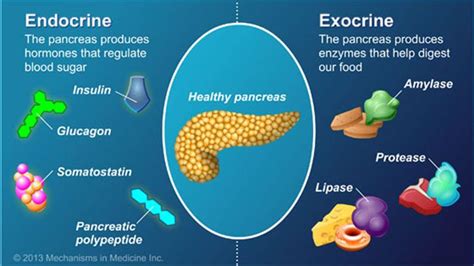 The pancreas is a digestive system organ that has two important ...