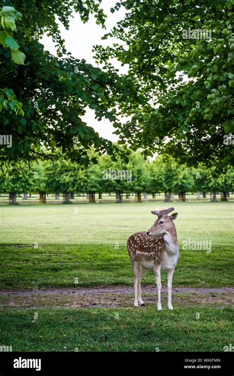 Fallow deer fawn, Surrey, England, UK Stock Photo - Alamy