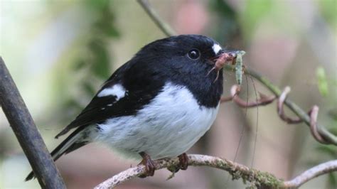 The New Zealand tomtit is a sweet little nugget - Australian Geographic