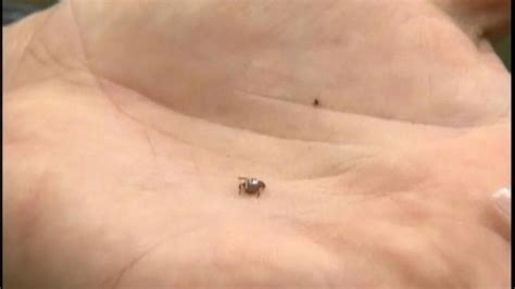 Are seed ticks putting your family in danger? Video - ABC News