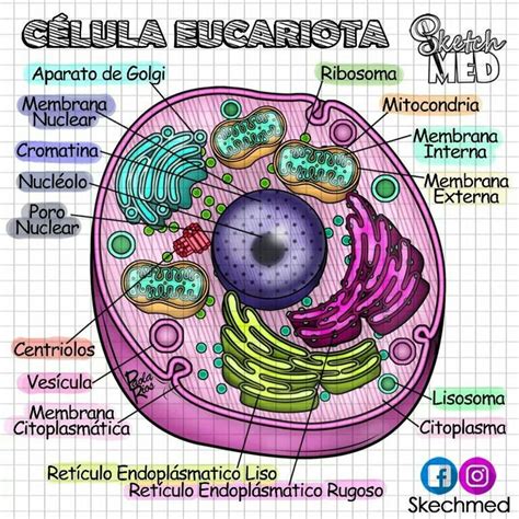 Celula eucariota | Dibujos de celulas, Notas de biología, Enseñanza ...