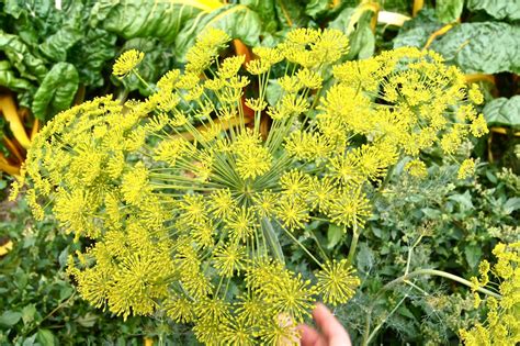 Flowers & Planets: Fennel Flowers