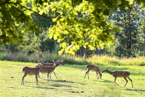 White-Tailed Deer in Arkansas - Only In Arkansas