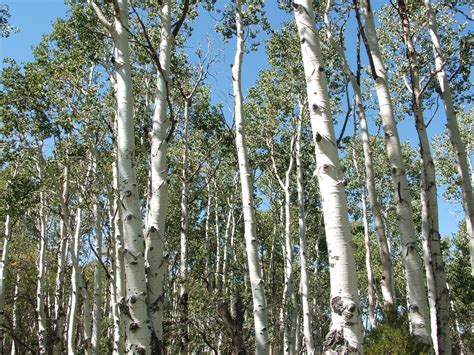 Populus tremuloides (Quaking Aspen) | North Carolina Extension Gardener Plant Toolbox