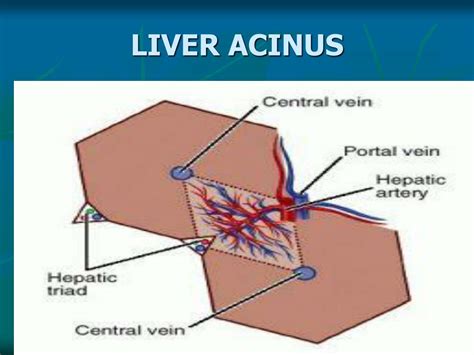 PPT - LIVER& GALLBLADDER PowerPoint Presentation, free download - ID:3585287