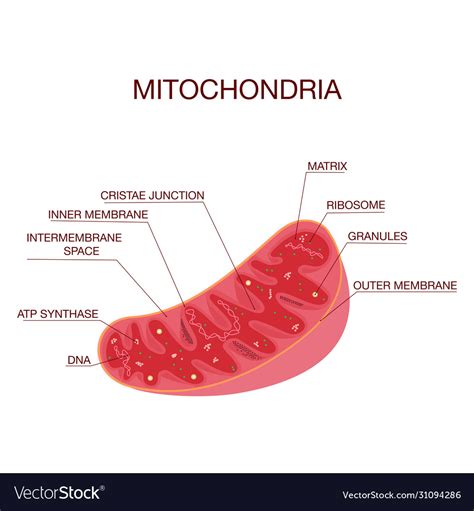 Diagram structure mitochondria medical Royalty Free Vector