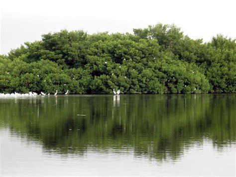 Caroni Swamp and Bird Sanctuary: Destination Trinidad and Tobago ...