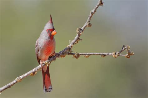 Top 10 Facts About The Pyrrhuloxia (Desert Cardinal)