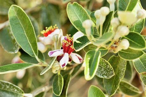 Detail of pineapple guava flower Photograph by Vittoria Tempo - Pixels