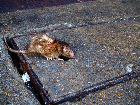 Rat City? Why Greater Seattle Region Is Prone to Rats & Rodents