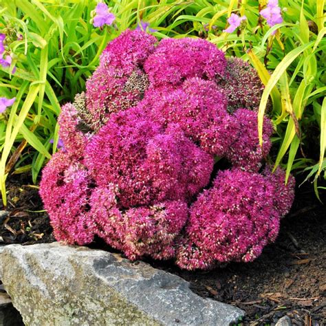 Sedum | TERRA NOVA® Nurseries, Inc.