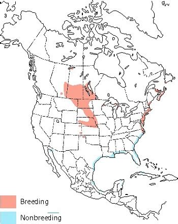 Piping Plover - NYS Dept. of Environmental Conservation