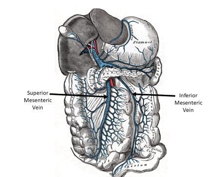 Where are the mesenteric veins located? | Homework.Study.com