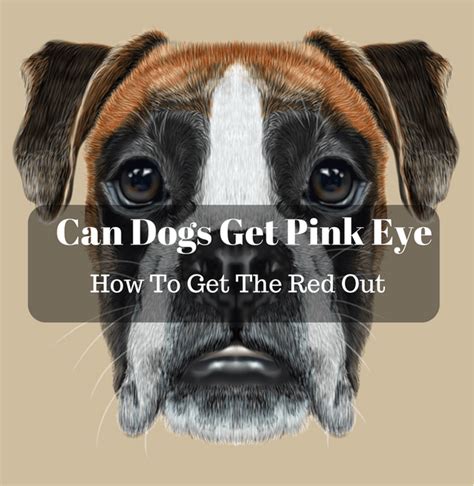 can-dogs-get-pink-eye-and-how-to-get-the-red-out | Pink eyes, Pink eye ...