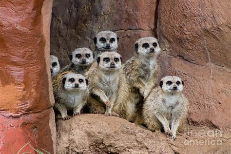 Meerkat Manor Photograph by Donna Peden