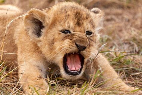 Amazing photo of lion cub shows Simba lookalike 'letting out its first ...