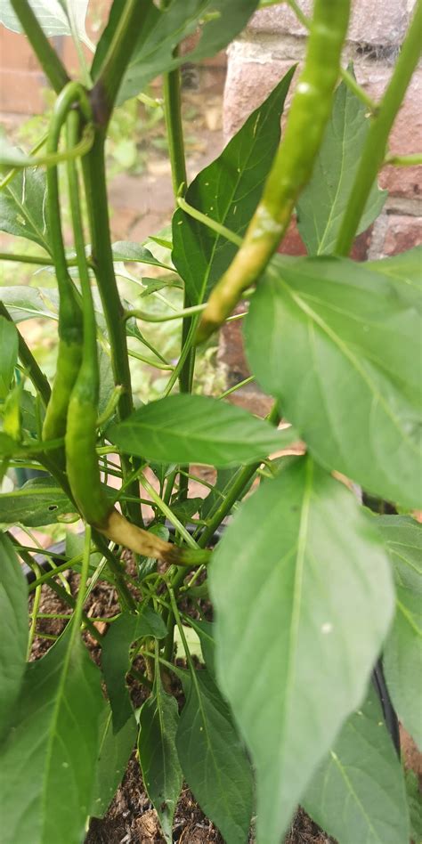 chili - Red chilli plant, do I have a problem and how do I fix? - Gardening & Landscaping Stack ...