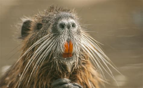 Gallery For > Nutria Teeth