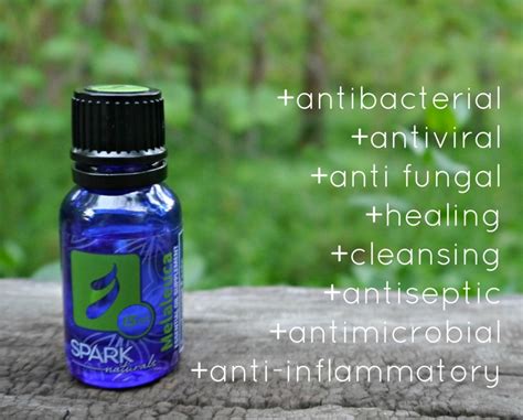 A Natural Protocol for Bites with Melaleuca Essential Oil