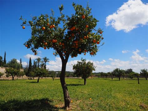 8 Countries that Produce the Most Oranges in the World - Insider Monkey