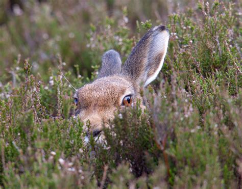 Mountain Hare in heather,Lammermuir Hills,Scottish Borders | Phil McLean Nature Photographer Blog