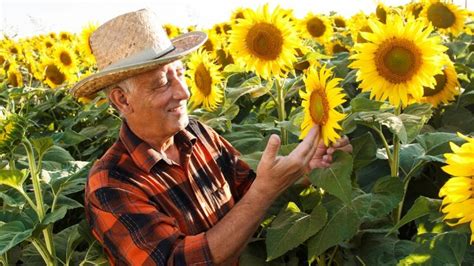 Sunflower seeds: Ukraine to set a new record - Mundus Agri