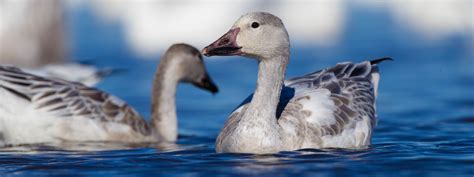 Snow goose, Anser caerulescens - info, details, facts & images