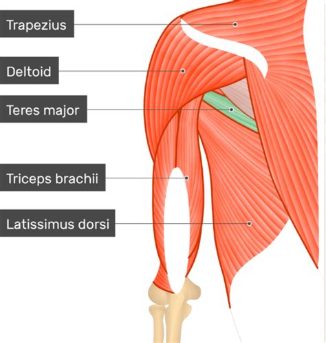 Teres Major Muscle - Attachments, Action & Innervation