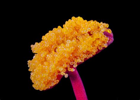 Anther and pollen grains of a bird of paradise shrub | Nikon’s Small World